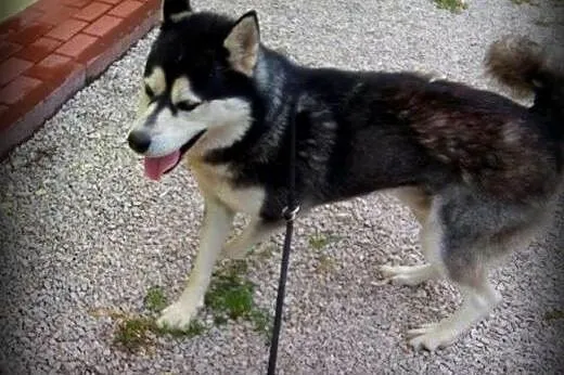 AGAT-alaskan malamut,adopcja!!,  świętokrzyskie Ki