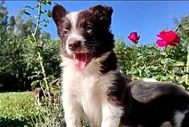 Wspaniały Pies FAZI - BORDER COLLIE z pełną dok. super rodzice - przebadani