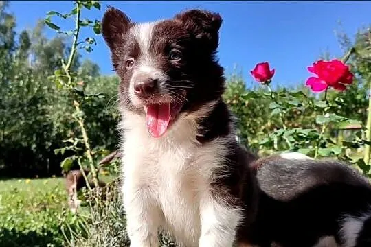 Wspaniały Pies FAZI - BORDER COLLIE z pełną dok. super rodzice - przebadani