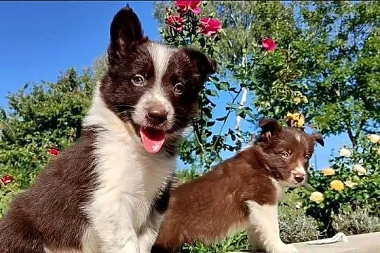 Wspaniały Pies FAZI - BORDER COLLIE z pełną dok. super rodzice - przebadani, Podkarpackie, Iwonicz