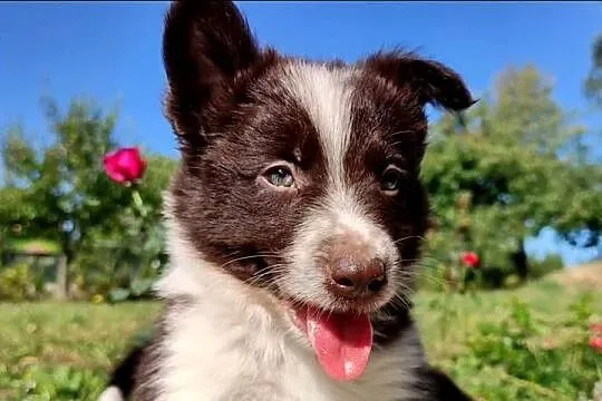 Wspaniały Pies FAZI - BORDER COLLIE z pełną dok. super rodzice - przebadani, Podkarpackie, Iwonicz