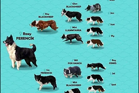 Wspaniały Pies FAZI - BORDER COLLIE z pełną dok. super rodzice - przebadani, Podkarpackie, Iwonicz