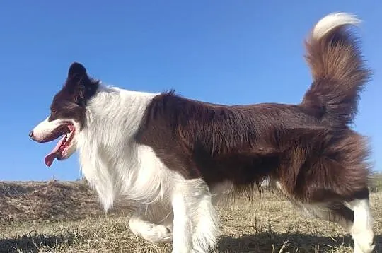 Wspaniały Pies FAZI - BORDER COLLIE z pełną dok. super rodzice - przebadani, Podkarpackie, Iwonicz