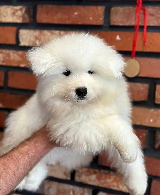 Samojed. Samoyed. Szczeniaki. Zkwp. FCI, Śląskie, Świerklany