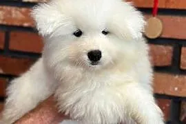 Samojed. Samoyed. Szczeniaki. Zkwp. FCI