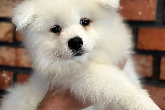 Samojed. Samoyed. Szczeniaki. Zkwp. FCI, Śląskie, Świerklany