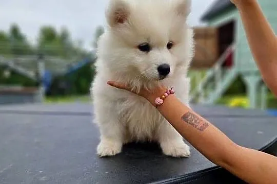 Samojed. Samoyed. Szczeniaki. Zkwp. FCI, Śląskie, Świerklany