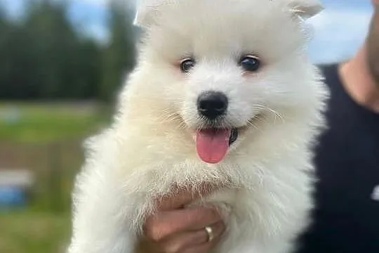 Samojed. Samoyed. Szczeniaki. Zkwp. FCI, Śląskie, Świerklany