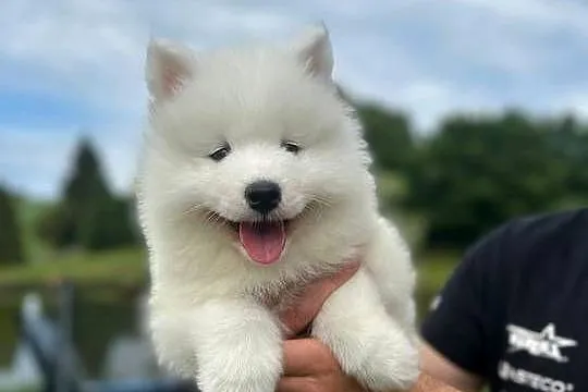 Samojed. Samoyed. Szczeniaki. Zkwp. FCI, Śląskie, Świerklany