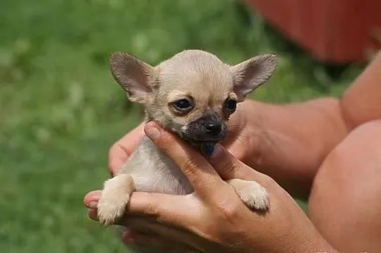 Chihuahua mini sunia biszkoptowa