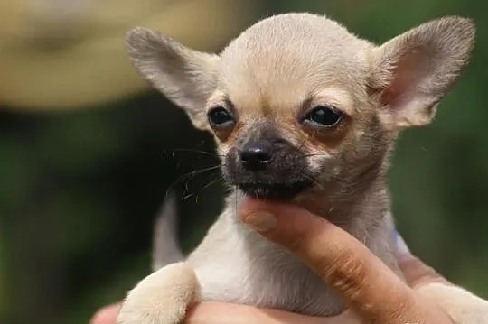 Chihuahua mini sunia biszkoptowa