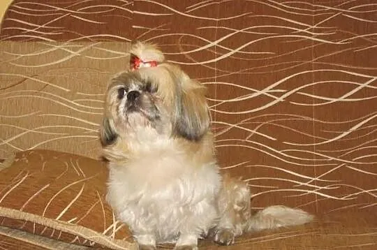Shih Tzu-suka