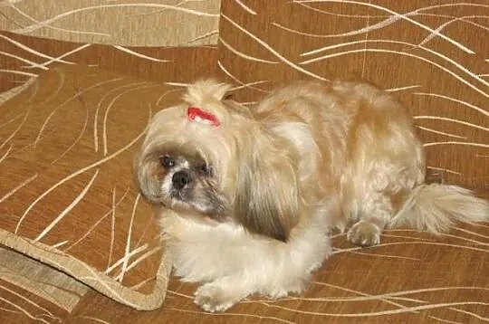 Shih Tzu-suka