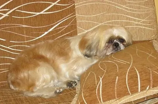 Shih Tzu-suka