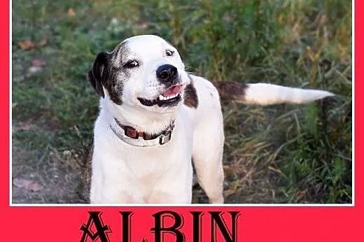 Dla doświadczonych,amstaff mix,wierny pies ALBIN.Adopcja,  dolnośląskie Wrocław