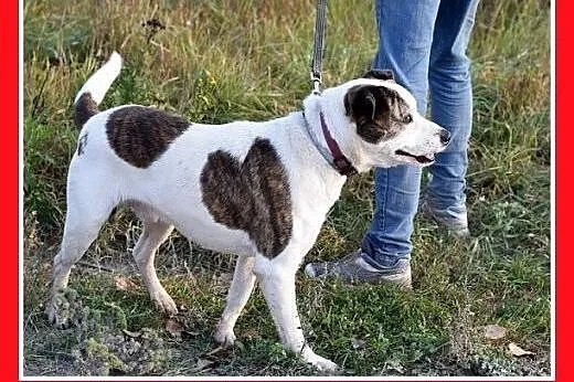 Dla doświadczonych,amstaff mix,wierny pies ALBIN.A