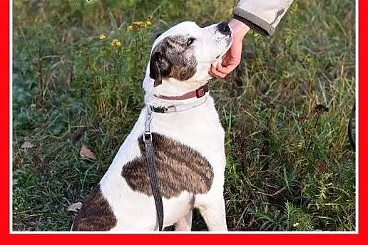 Dla doświadczonych,amstaff mix,wierny pies ALBIN.A