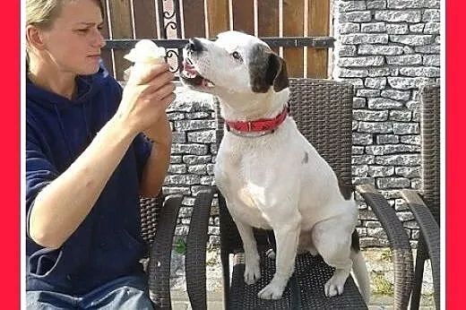Dla doświadczonych,amstaff mix,wierny pies ALBIN.A
