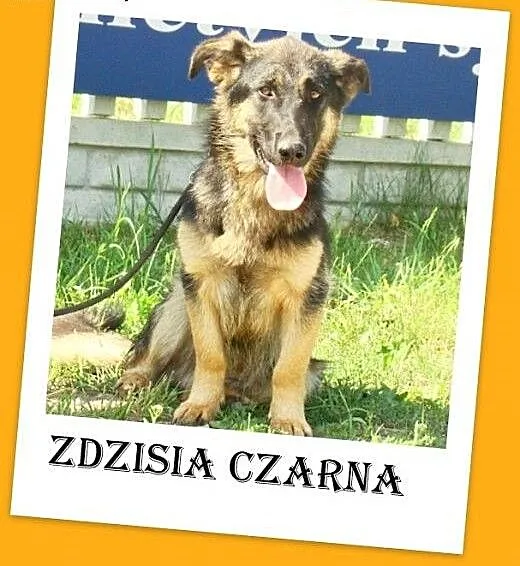 Owczarko-jamnik,8 mies. wesoła,łagodna,towarzyska
