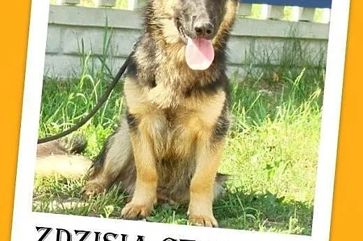 Owczarko-jamnik,8 mies. wesoła,łagodna,towarzyska 
