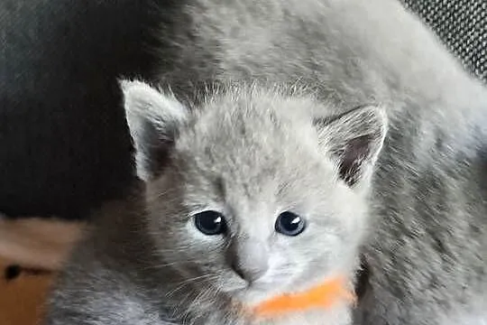 Kocięta rosyjskie niebieskie