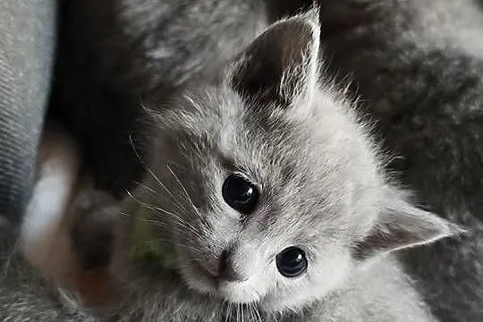 Kocięta rosyjskie niebieskie, Śląskie, Tarnowskie Góry