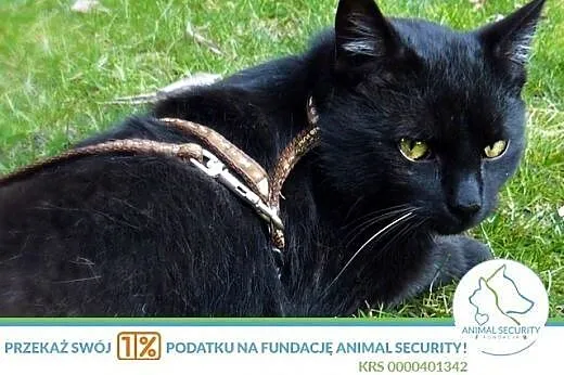 dorosły kotek Diego do adopcji,  wielkopolskie Poznań