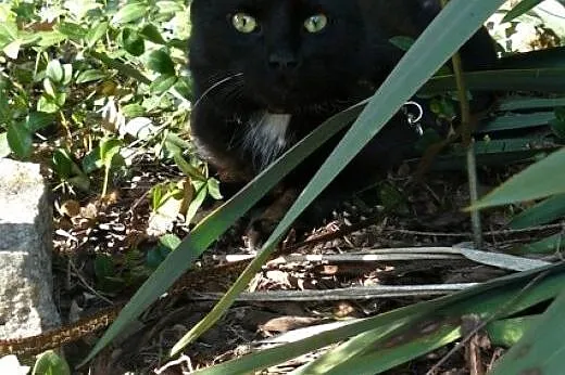 Dorosły kotek Diego do adopcji,  wielkopolskie Poz