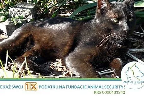 Dorosły kotek Diego do adopcji,  wielkopolskie Poz
