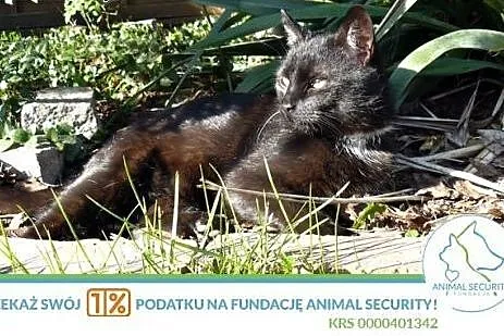 Dorosły kotek Diego do adopcji,  wielkopolskie Poz