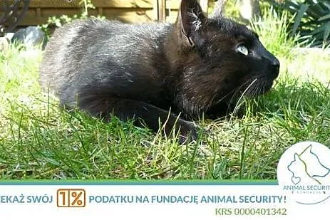 Dorosły kotek Diego do adopcji,  wielkopolskie Poz