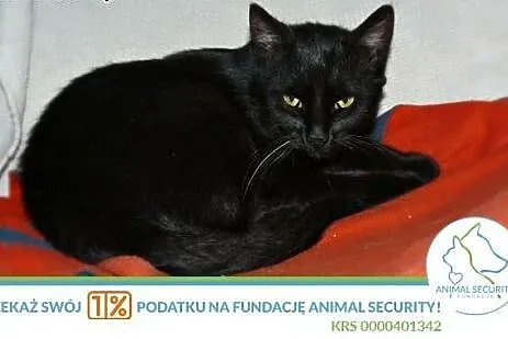 Dorosły kotek Diego do adopcji,  wielkopolskie Poz