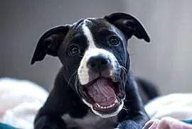 Suczka Amstaff ZKwP/FCI czarna czarno-biała ATAXIA clear ALPP clear
