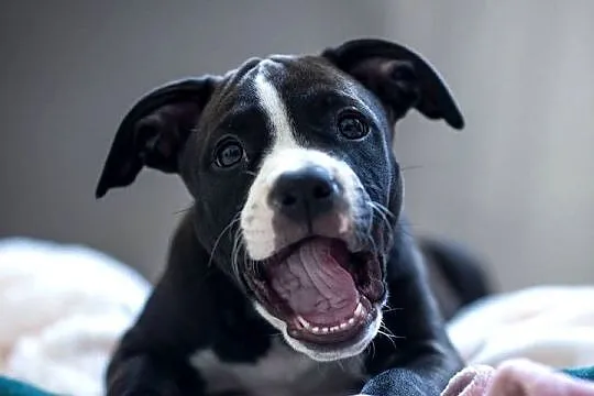 Suczka Amstaff ZKwP/FCI czarna czarno-biała ATAXIA clear ALPP clear, Podkarpackie, Przemyśl