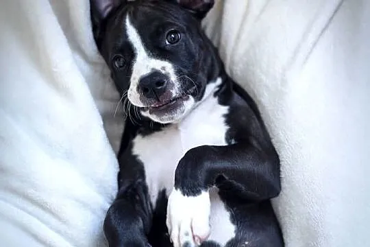 Suczka Amstaff ZKwP/FCI czarna czarno-biała ATAXIA clear ALPP clear, Podkarpackie, Przemyśl