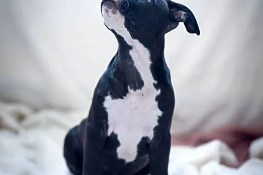 Suczka Amstaff ZKwP/FCI czarna czarno-biała ATAXIA clear ALPP clear, Podkarpackie, Przemyśl