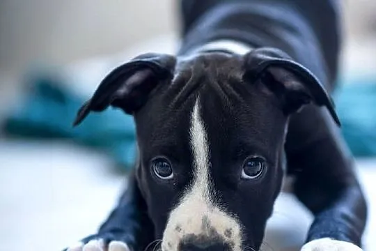 Suczka Amstaff ZKwP/FCI czarna czarno-biała ATAXIA clear ALPP clear, Podkarpackie, Przemyśl
