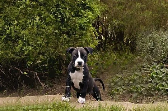Suczka Amstaff ZKwP/FCI czarna czarno-biała ATAXIA clear ALPP clear, Podkarpackie, Przemyśl