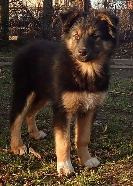 Bara 4 miesięczna suczka do adopcji , mazowieckie