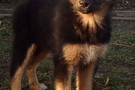 Bara 4 miesięczna suczka do adopcji ,  mazowieckie