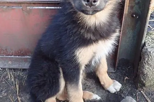 Bara 4 miesięczna suczka do adopcji ,  mazowieckie