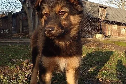 Bara 4 miesięczna suczka do adopcji ,  mazowieckie