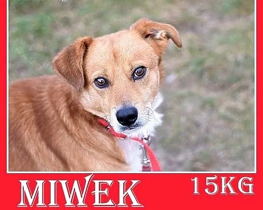 16kg,średni,łagodny,przyjazny,tulaśny piesek MIWEK