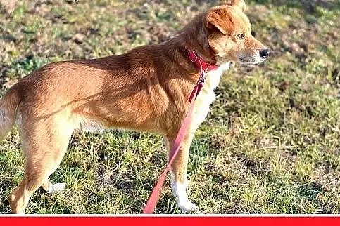 16kg,średni,łagodny,przyjazny,tulaśny piesek MIWEK