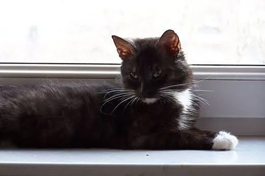 MILUNIA - FelV(+) - prześliczna wyjątkowo przytula