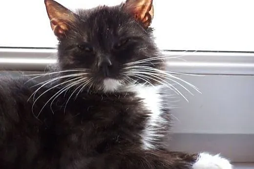 MILUNIA - FelV(+) - prześliczna wyjątkowo przytula