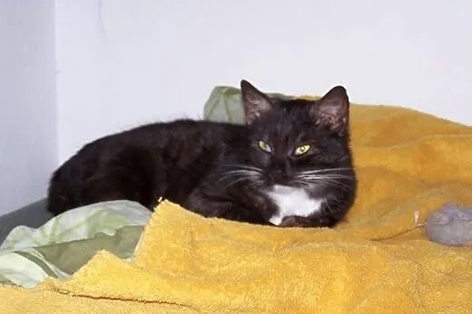 MILUNIA - FelV(+) - prześliczna wyjątkowo przytula