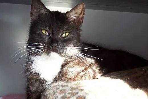 MILUNIA - FelV(+) - prześliczna wyjątkowo przytula
