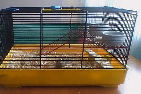 Sprzedam myszoskoczka (samiec) + klatka + akcesori