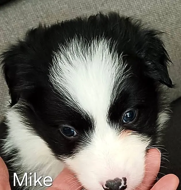 Mike,piesek border collie, Łódzkie, Łódź